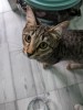 .Котенок в добрые  руки.